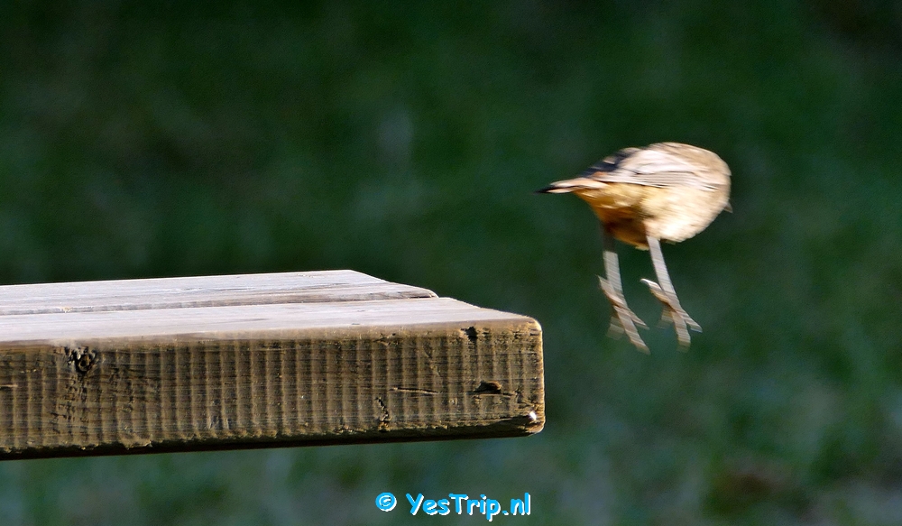 xxx Bird at the camping in Bize-Minervois, France